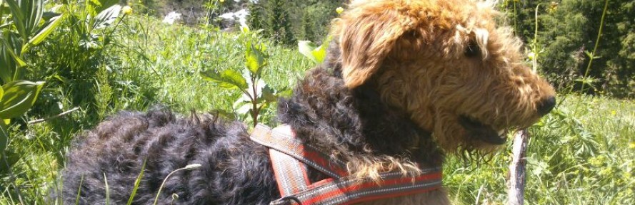 Cover di Mil AiredaleTerrier