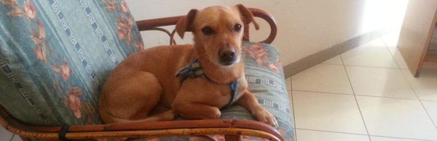 charliedog's cover