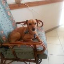 charliedog's Avatar