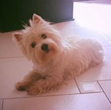 Immagine del profilo di Lola spinoni