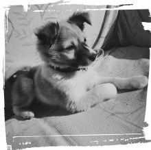 Avatar de Rocky LaMacchia