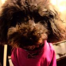 Meggy Piletti's Avatar