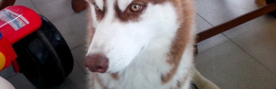 Koda Benvenuto's couverture