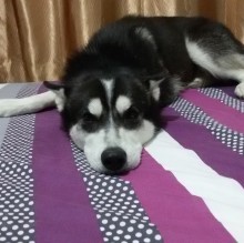 Immagine del profilo di Edwin Castillo