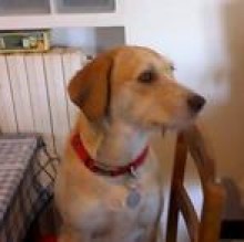 Gulnas's avatar