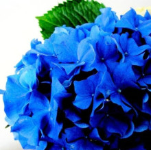 Immagine del profilo di Diletta Bolzetta