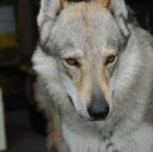 Avatar de ArimminumRihananaofSyria Giannini