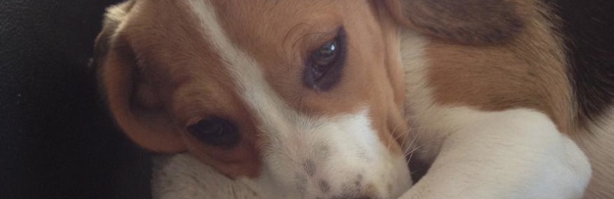 fendi's cover