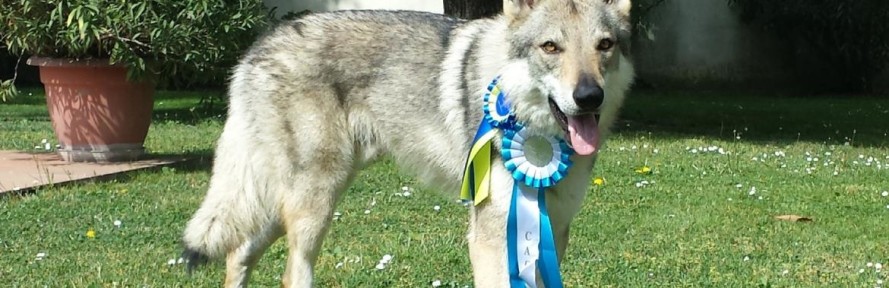 AresAnbetacsvwolfdog's cover