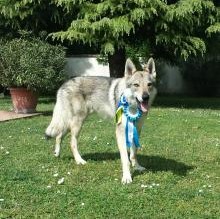 Avatar de AresAnbetacsvwolfdog