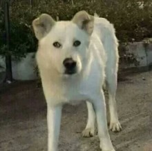 Mariella Pellizzari's avatar