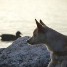Immagine del profilo di wolly