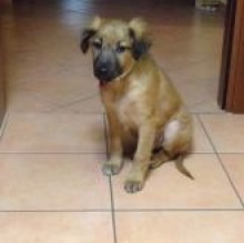 Avatar de Paci Acinapura