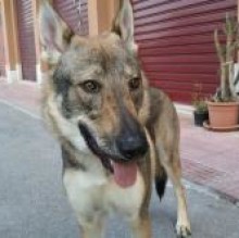 Avatar de Baldo
