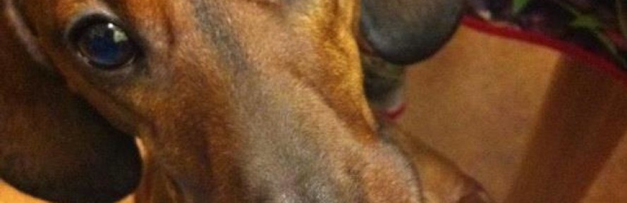 Cover di Scooby Doo