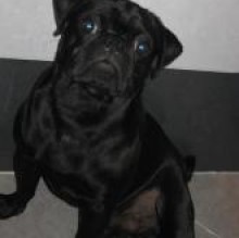 Carletto's avatar
