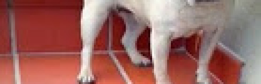 kitty Atzori's couverture