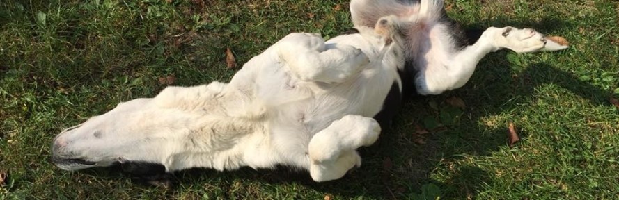 Marcello Lapaglia's cover