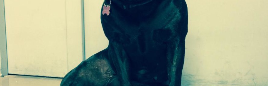 Cover di dogzen