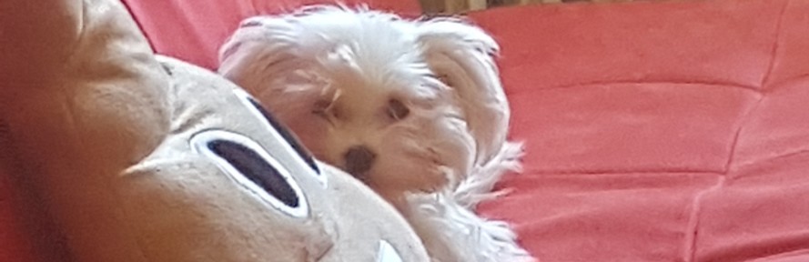 Cover di Maryan Bommara