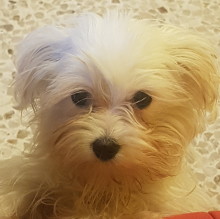 Immagine del profilo di Maryan Bommara