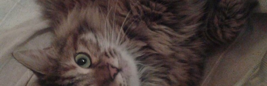 giovanna di marco's cover