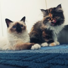 Mary Cavagnaro's avatar