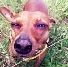 Immagine del profilo di sashathepinscher