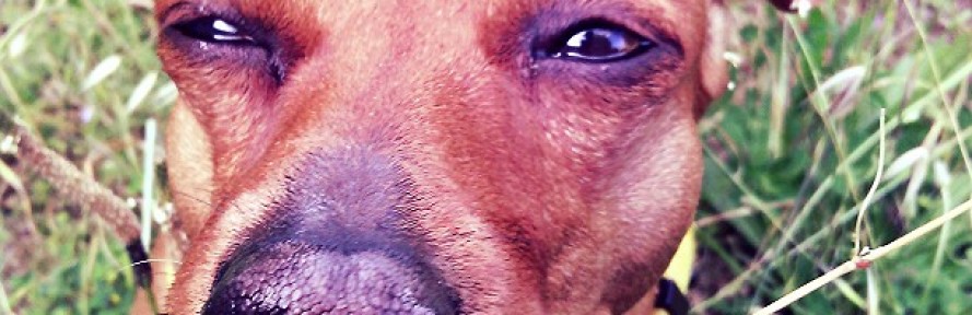 Cover di sashathepinscher