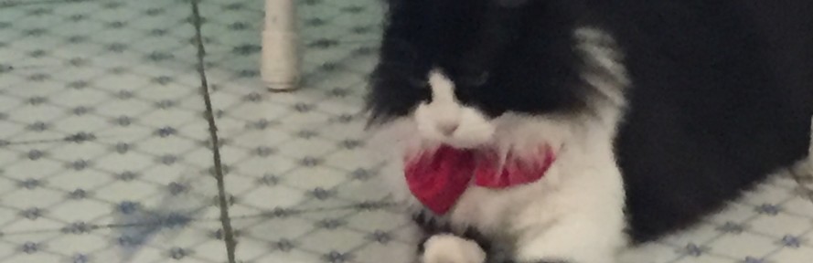 Rosanna Pane's couverture