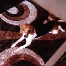 Avatar de Tommybeagle