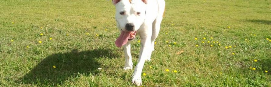 lola canu's couverture