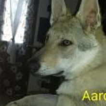 AaronDee's Avatar