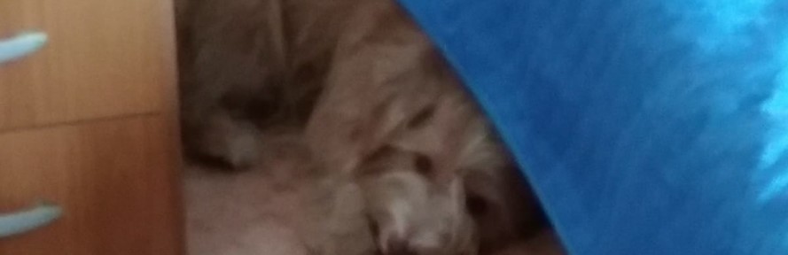 Francesca Composto's cover