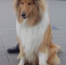 lady1's avatar