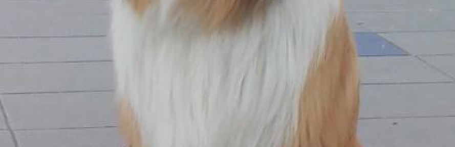 lady1's cover
