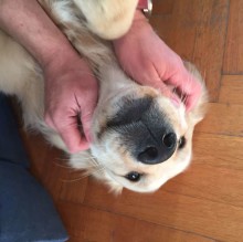 Immagine del profilo di Sofia Spinola