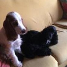 PippaGuenda Odifreddi's Avatar