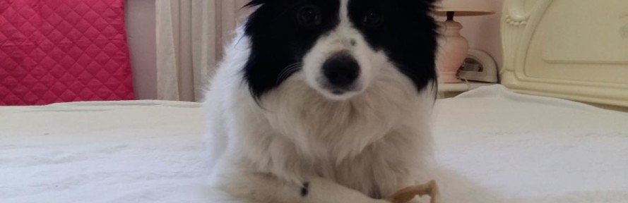 Tea Thedoggie's cover