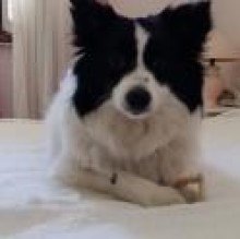 Tea Thedoggie's avatar