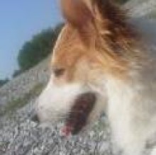 foxy Pellegrino's avatar