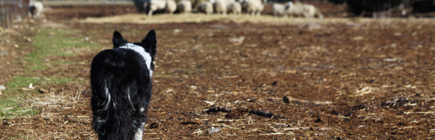 Cover du Border Collie Italia