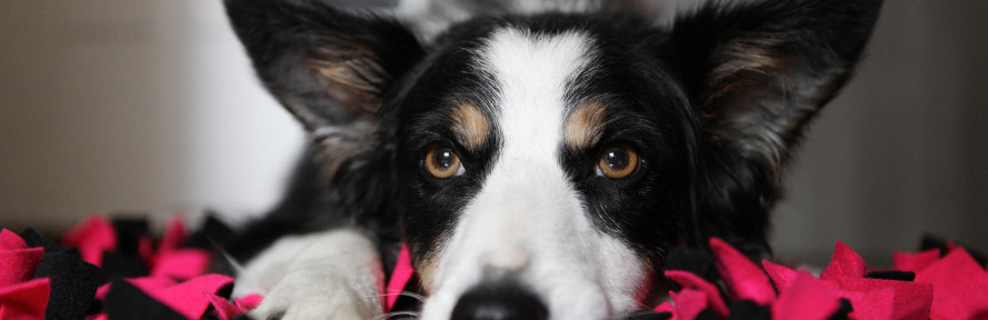 Cover di Silvia Elia