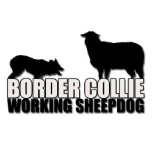 Border Collie Italia's avatar