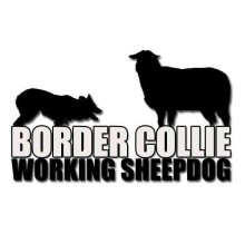 Avatar de Border Collie Italia