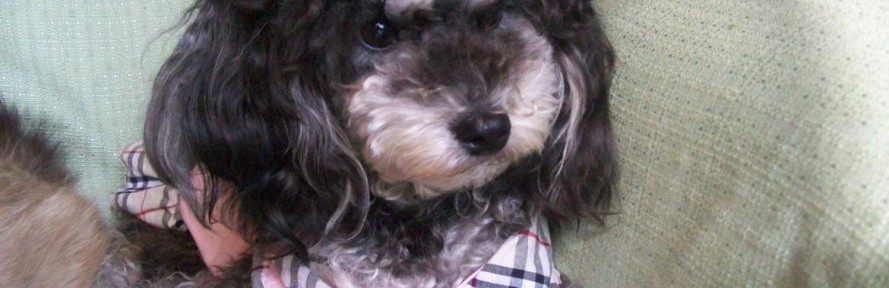 brici's cover