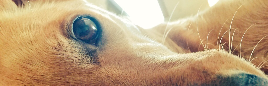 Alfonso Gargano's cover