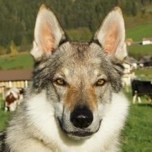Immagine del profilo di IroneSally AliAthanorLupusKennelBansheeNivisregemKennel