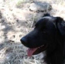 Balto Perilli's avatar