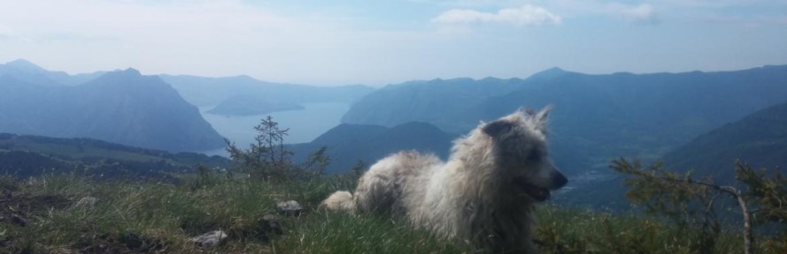 Cover di birba giudici
